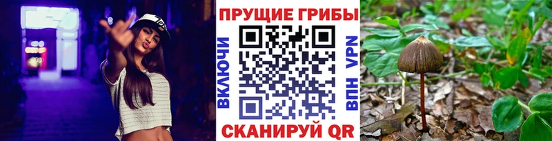 Купить  Шадринск  Галлюциногенные грибы мухоморы 